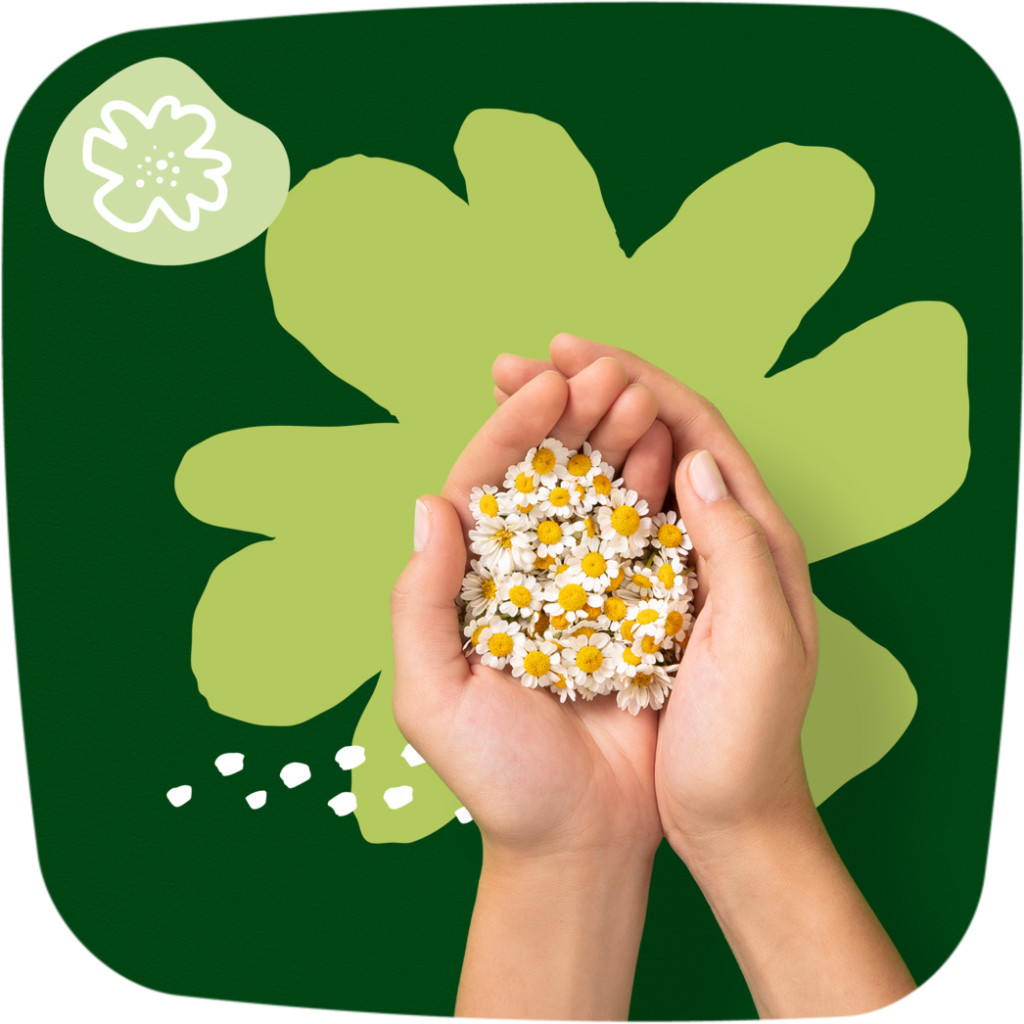 Гігієнічні прокладки Naturella Classic Night 14 шт (4015400437932) - фото 7 Гігієнічні прокладки Naturella Classic Night 14 шт (4015400437932) - фото 7