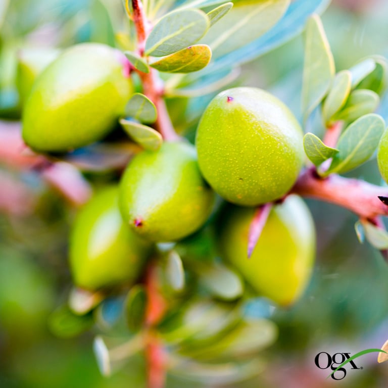 Шампунь OGX Argan oil of Morocco Відновлювальний 385 мл (0022796976116) - фото 9