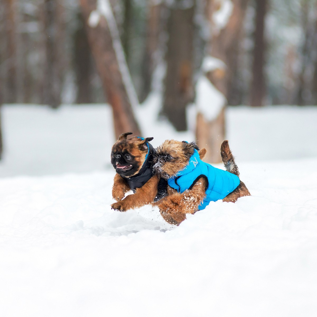 Курточка для тварин Airy Vest двостороння M 47 чорно-блакитна (1893) - фото 3 Курточка для тварин Airy Vest двостороння M 47 чорно-блакитна (1893) - фото 3