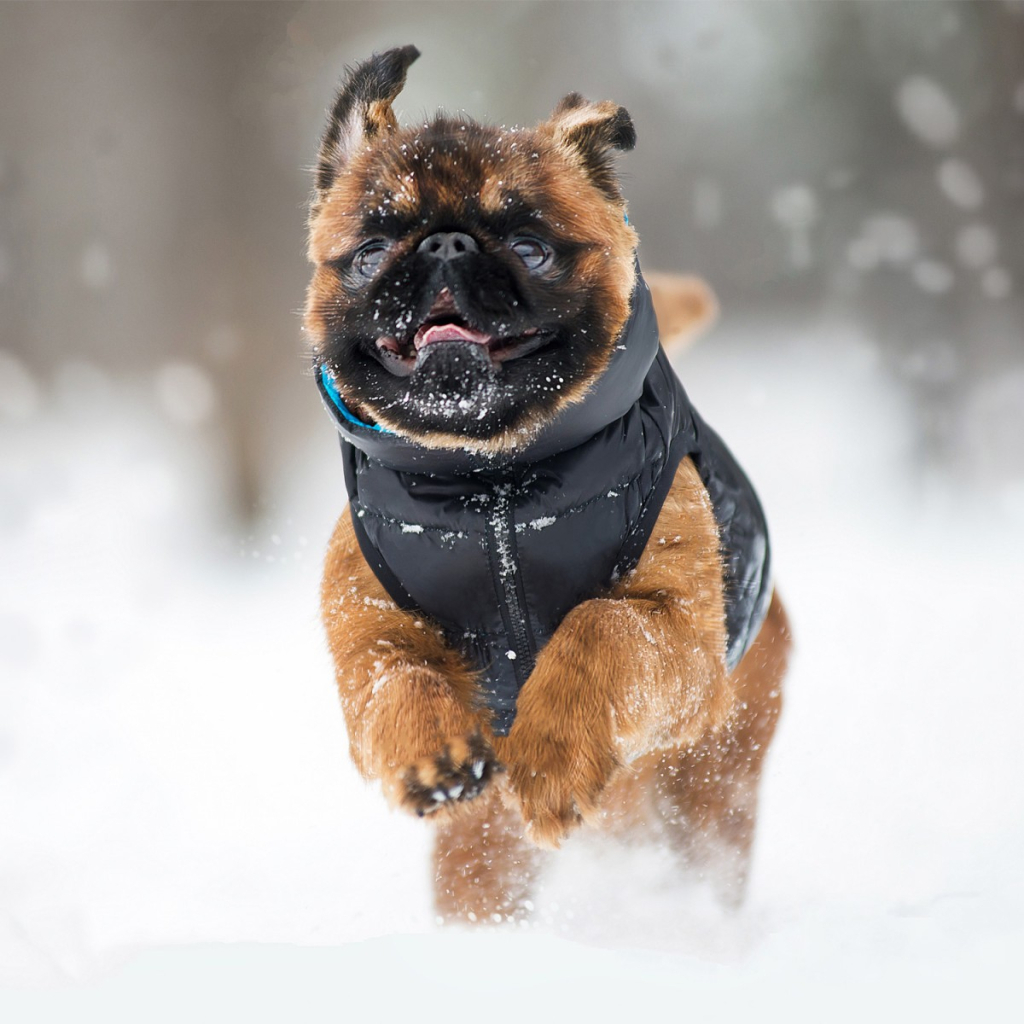 Курточка для тварин Airy Vest двостороння M 47 чорно-блакитна (1893) - фото 4 Курточка для тварин Airy Vest двостороння M 47 чорно-блакитна (1893) - фото 4