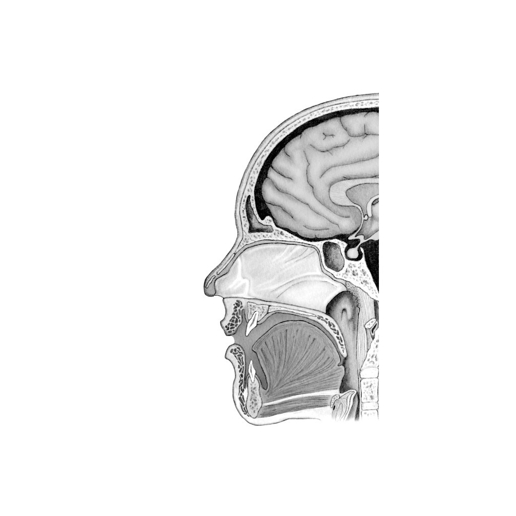 Книга Ми - це наш мозок - Дік Франс Свааб КСД (9786171501683) - фото 3 Книга Ми - це наш мозок - Дік Франс Свааб КСД (9786171501683) - фото 3